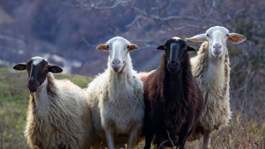 Dla dwóch stad owiec, które pasły się w Grecji była to z pewnością wyżerka życia. Zjadły one bowiem 300 kg konopi indyjskich z plantacji w zlokalizowanej w Almyros i przeznaczonej do produkcji medycznej marihuany.