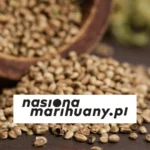 jak przechowywać nasiona