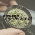 ONZ: marihuana pozostaje najczęściej używaną substancją. Skala używania konopi rośnie na świecie