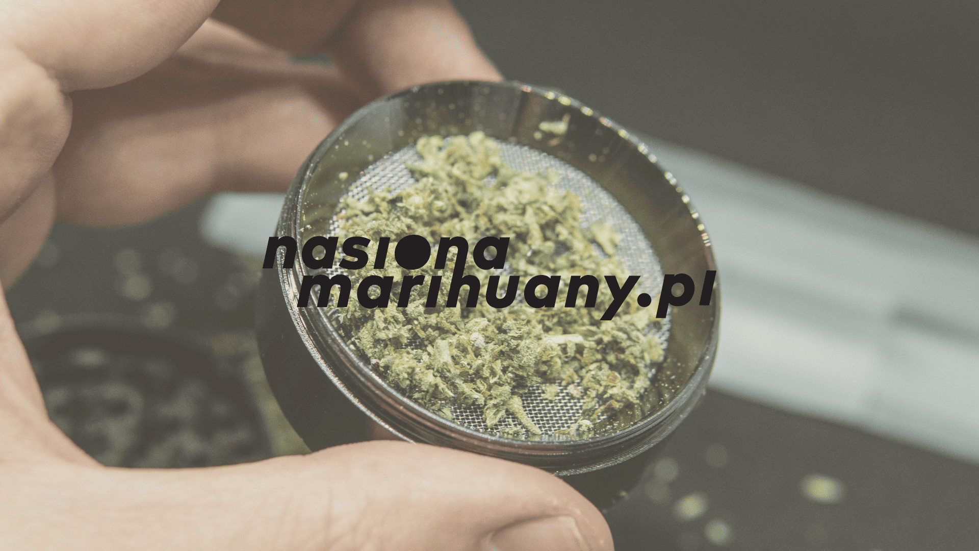 marihuana pozostaje najczęściej używaną substancją