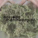 Zbiory zioła, suszenie i curing. Jak końcowa obróbka wpływa na jakość suszu?